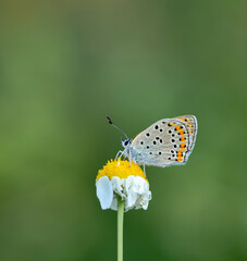 butterfly in natural habitat in spring (Lycaena kurdistanica)