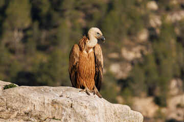 Buitre leonado posado en roca del barranc del cint mira hacia abajo, Alcoy, España