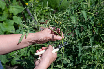 Hands carefully pruning tomato plants in a garden during the late spring on a sunny day