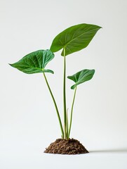 Young plant growing in soil against white background; nature, growth, spring, new life concept.