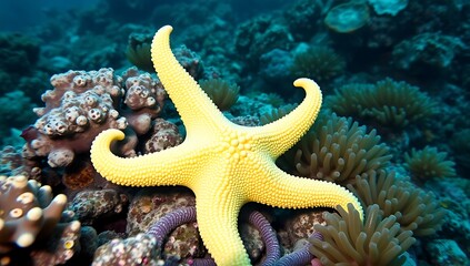 Yellow starfish on vibrant coral reef. (2)