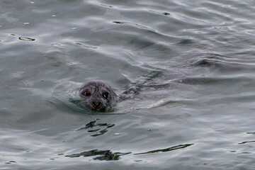A harbor seal swims in the waters of the Puget Sound, Washington State, USA.