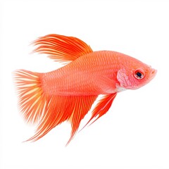 Fototapeta premium Vibrant Orange Betta Fish Stunning Tail Fins Elegant Aquatic Life Underwater Beauty