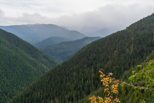 Mist hangs heavy over the mountains of Washington State's Olympic Peninsula on a cloudy day, WA, USA.