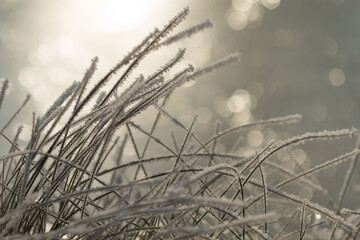 Frostcovered blades of grass are illuminated beautifully by the soft winter light, showcasing intricate details and a sense of depth