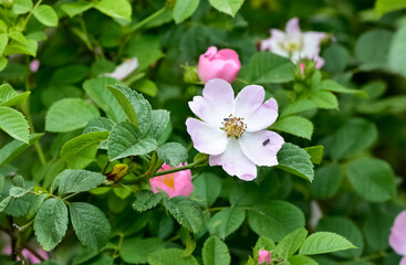 Natural flowers growing in rural areas. rosehip flower photos.