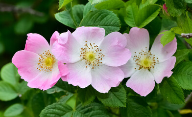 Obraz premium Natural flowers growing in rural areas. rosehip flower photos.