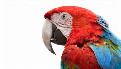 Obraz premium macaw parrot on a white history