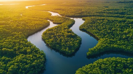 Aerial view of lush wetlands with winding mangrove waterways under a golden sunset for potential text placement and design use