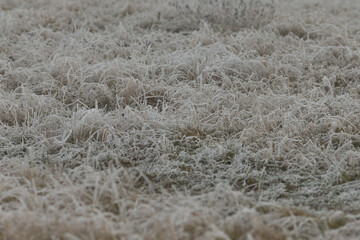 A stunning frosted grass field features delicate strands of frost, beautifully showcasing the intricate icy details found in nature