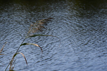 reeds sway against the backdrop of water
