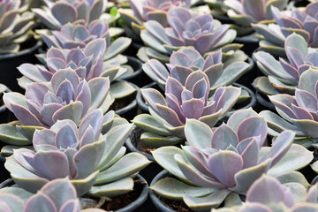 prickly ornamental plants and a variety of cactus photos