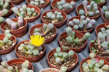 prickly ornamental plants and a variety of cactus photos