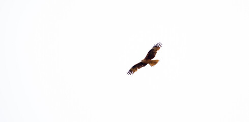 Eagle in flight on a white background. Golden eagle in free flight.