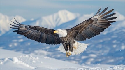 Fototapeta premium Bald eagle soaring over snowy mountains in winter.