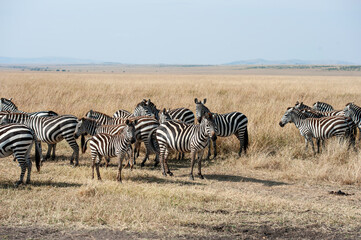zebras in the savannah