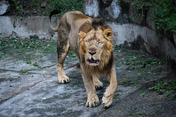 Male Lion Walking in Zoo Habitat with Closed Eyes. Close-Up of a Lion&rsquo;s Intense Facial Expression