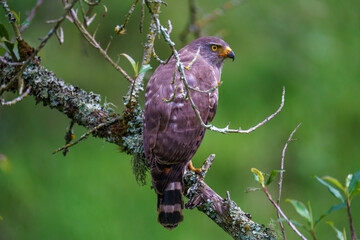 hawk bird on a branch