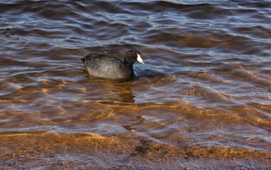 American Coot at Lake Tyler Marina near Whitehouse TX