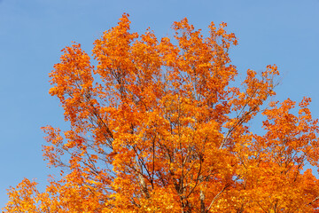 Fototapeta premium The colorful maple tree changing colors, now with bright orange, in mid-October near Boulder Junction, Wisconsin under a bright blue sky