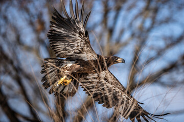 Eagle relase by REGI (Raptor Education Group, Inc), January 31, 2024, at the VFW Park in Prairie du Sac, Wisconsin  - Release of 5 immature bald eagles