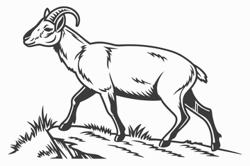 goat on a white background