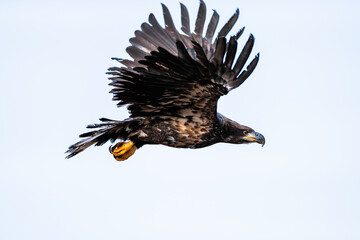 Eagle flying over the Wisconsin River at Prairie du Sac, Wisconsin after being released back to the widl by REGI (Rapter Education Group, Inc) on December 30, 2024