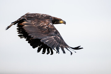 Eagle flying over the Wisconsin River at Prairie du Sac, Wisconsin after being released back to the widl by REGI (Rapter Education Group, Inc) on December 30, 2024