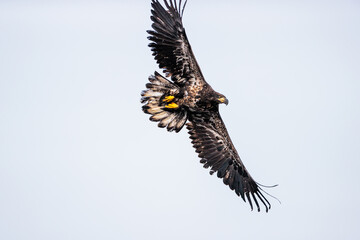 Eagle flying over the Wisconsin River at Prairie du Sac, Wisconsin after being released back to the widl by REGI (Rapter Education Group, Inc) on December 30, 2024