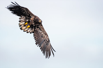 Eagle flying over the Wisconsin River at Prairie du Sac, Wisconsin after being released back to the widl by REGI (Rapter Education Group, Inc) on December 30, 2024