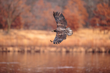 Eagle flying over the Wisconsin River at Prairie du Sac, Wisconsin after being released back to the widl by REGI (Rapter Education Group, Inc) on December 30, 2024
