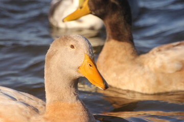 Ducks Swimming in Lake Tyler at Marina near Whitehouse Texas