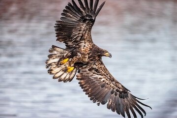 Fototapeta premium Eagle flying over the Wisconsin River at Prairie du Sac, Wisconsin after being released back to the widl by REGI (Rapter Education Group, Inc) on December 30, 2024
