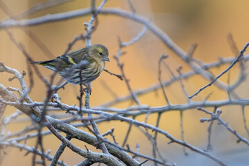 Female Eurasian Siskin (Spinus spinus) on a cold winter day, Perth, Scotland.