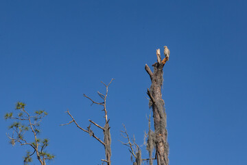 A bird perches atop a bare tree trunk against a clear blue sky. Spanish moss hangs from the branches, adding a natural texture to the scene. Bird of Prey New Tampa Florida Highlands Preserve