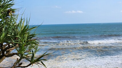 beach and tree
