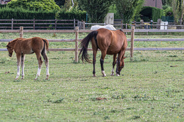 Obraz premium horse and foal