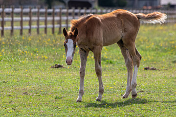Obraz premium foal in the meadow