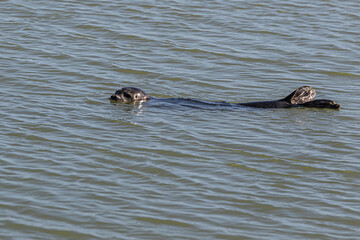 Fototapeta premium swimming in the water