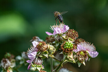 bee on a flower