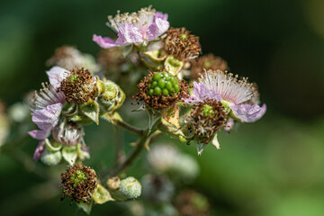  a flower