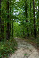 Dirt road in green chestnut forest in vertical Castañar Gallego Hervas Extremadura