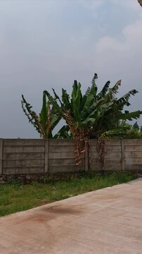 Banana tree blown by strong wind on a dark day with black cloud background. extreme weather black cloud.