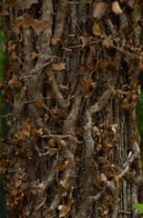 Woody climber on chestnut trunk in autumn Extremadura portrait