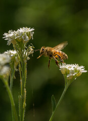 bee on a flower