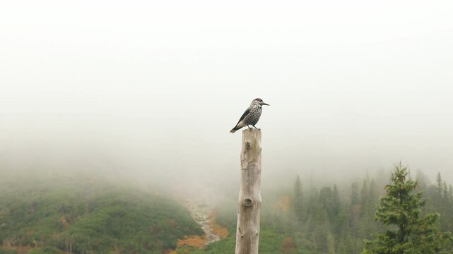 Beautiful bird on a top log in Tatry mountain near winter Morskie oko lake In the fog, Poland. High quality 4k footage