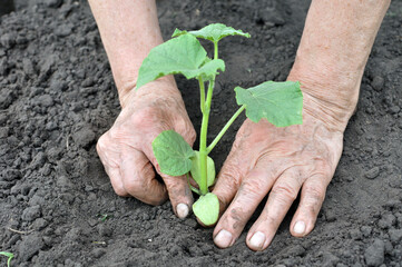 
gardener's hands planting a cucumber seedling in the vegetable garden
