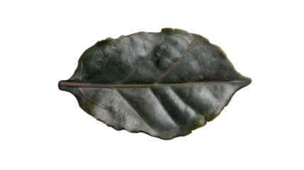 A detailed close-up of a dark green leaf with visible veins. transparent background