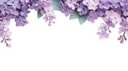 Beautiful lilac flowers with soft petals and green leaves. transparent background