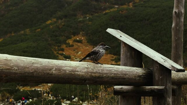 Beautiful bird on a top log in Tatry mountain near winter Morskie oko lake, Poland. High quality 4k footage